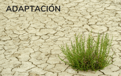 RESIGNACIÓN, ACEPTACIÓN Y ADAPTACIÓN